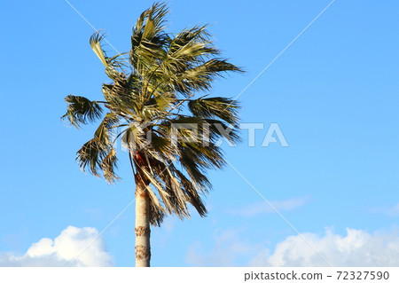 棕櫚樹被風吹 72327590