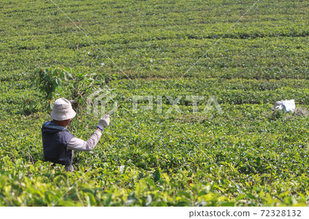 A man working in an Indonesian tea plantation 72328132