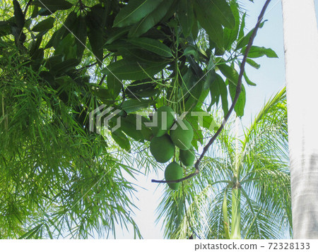 Mango fruit that becomes an Indonesian forest 72328133