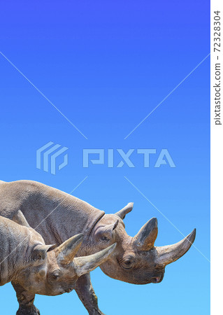 Cover page with two huge and old African rhinos with big horns at gradient blue sky background with copy space for text, closeup, details. Cover page with two huge and old African rhinos with big horns at gradient blue sky background with copy space for text, closeup, details. 72328304
