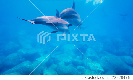 野生海豚三倉島 72328456