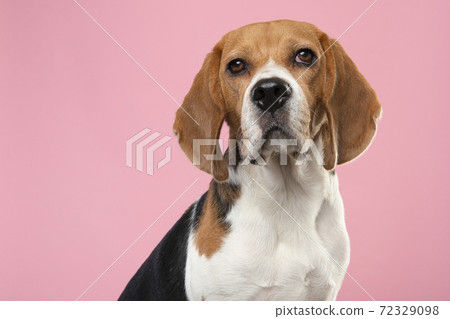 Portrait of a beagle dog looking at the camera on a pink background Portrait of a beagle dog looking at the camera on a pink background 72329098