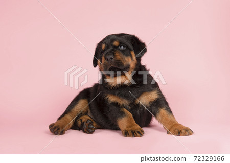 Cute young rottweiler puppy lying down on a pink background 72329166