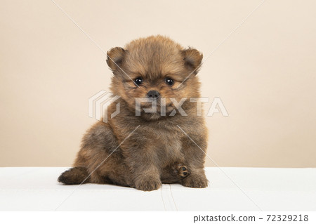 Cute pomeranian dog puppy  looking at the camera on a cream colored background 72329218