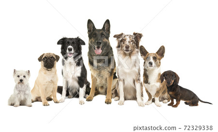 small purebred dogs