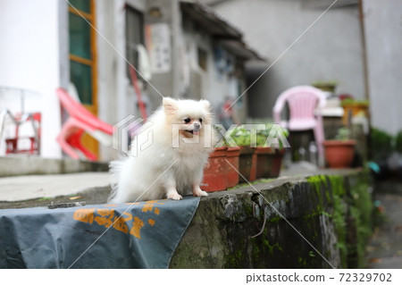 寵物犬小白 72329702