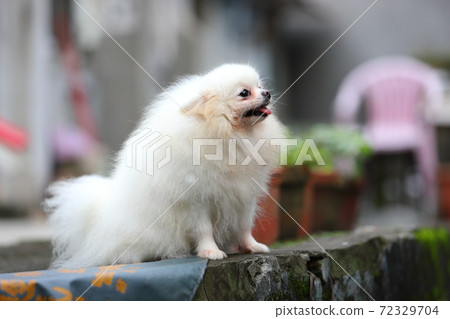 寵物犬小白 寵物犬小白 72329704