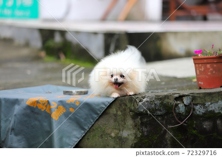 寵物犬小白 寵物犬小白 72329716