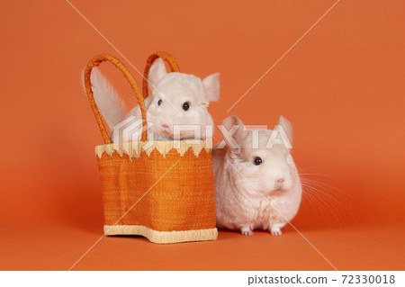 Two cute white  chinchilla in a orange bag on an orange background 72330018
