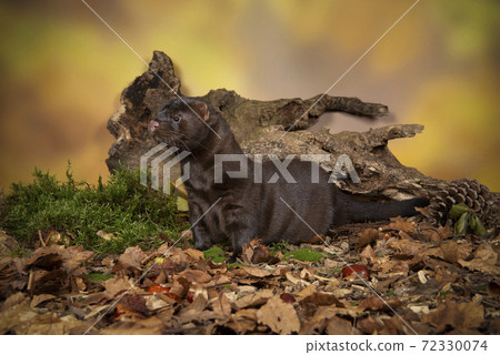 Brown european mink in a autumn forest setting seen from the side Brown european mink in a autumn forest setting seen from the side 72330074