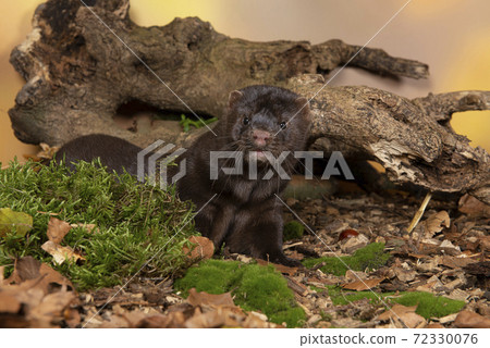 Brown european mink in a autumn forest setting Brown european mink in a autumn forest setting 72330076