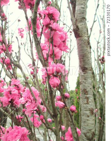 桃花盛開 72330170