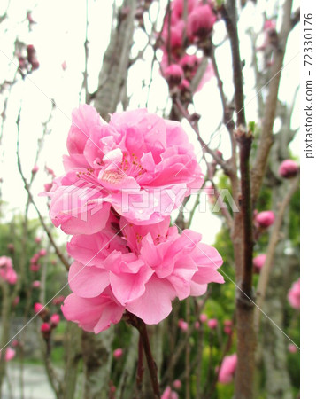 Terute peach in full bloom Terute peach in full bloom 72330176