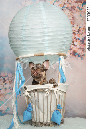 Cute french bulldog puppy in a air balloon on a soft romantic pastel colored background with flowers Cute french bulldog puppy in a air balloon on a soft romantic pastel colored background with flowers 72330324