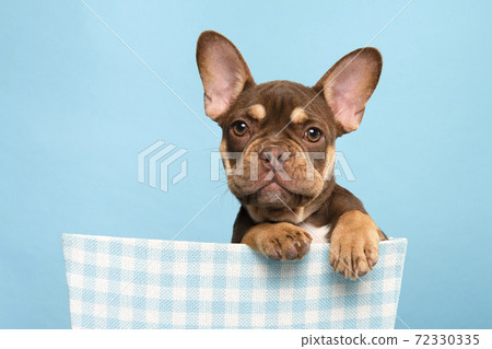 Portrait a cute french bulldog looking at the camera and hanging over a blue basket on a blue background with its paws over the edge of the basket Portrait a cute french bulldog looking at the camera and hanging over a blue basket on a blue background with its paws over the edge of the basket 72330335