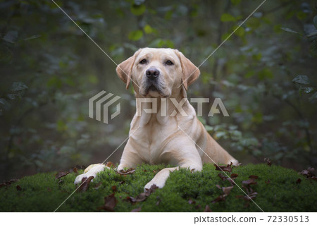 Pretty yellow labrador retriever lying down looking away in a green forest with trees in the background Pretty yellow labrador retriever lying down looking away in a green forest with trees in the background 72330513