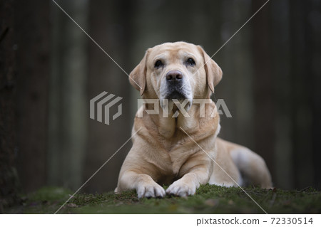Pretty yellow labrador retriever lying down looking at the camera in a dark forest with trees in the background 72330514