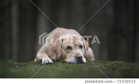 Pretty yellow labrador retriever lying down with its head on the moss looking at the camera in a dark forest with trees in the background Pretty yellow labrador retriever lying down with its head on the moss looking at the camera in a dark forest with trees in the background 72330515