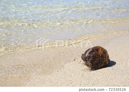 Palm fruit that flowed to the beach 72330526