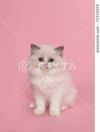 Cute ragdoll kitten with blue eyes  looking at the camera seen from the front sitting on a pink background 72330859