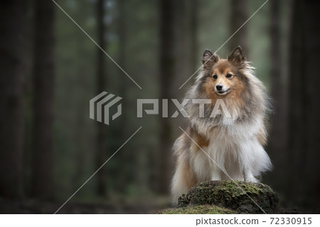 Cute shetland sheepdog standing on a tree trunk in a forest Cute shetland sheepdog standing on a tree trunk in a forest 72330915