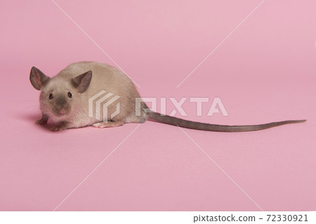 Cute tame house mouse with long tail seen from the side on a pink background Cute tame house mouse with long tail seen from the side on a pink background 72330921