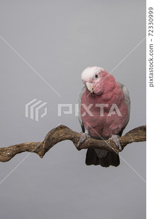 Pretty pink galah cockatoo, seen from the front on a branch on a grey background leaning forwards towards the camera 72330999
