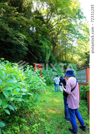 八潮八仙花村八仙花八福神bishamonten 照片素材 圖片 圖庫