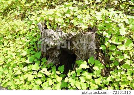 樹樁，枯樹，植物，雜草，自然 72331310