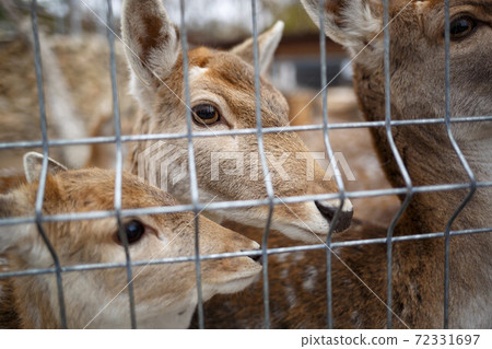 young deer behind bars at the zoo young deer behind bars at the zoo 72331697