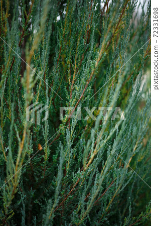 green coniferous tree with cones. great background for design green coniferous tree with cones. great background for design 72331698