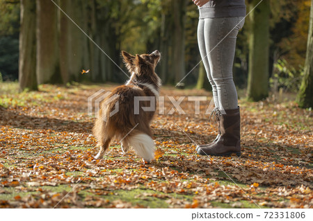 Dog looking up focused on its owner being trained by its owner outdoors in a forest lane during autumn Dog looking up focused on its owner being trained by its owner outdoors in a forest lane during autumn 72331806