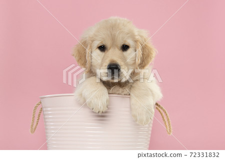 Cute golden retriever puppy hanging in a pink basket with its paws over the edge  looking at the camera on a pink background 72331832
