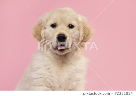 Portrait of a cute golden retriever puppy looking at the camera on a pink background with its tongue sticking out Portrait of a cute golden retriever puppy looking at the camera on a pink background with its tongue sticking out 72331834