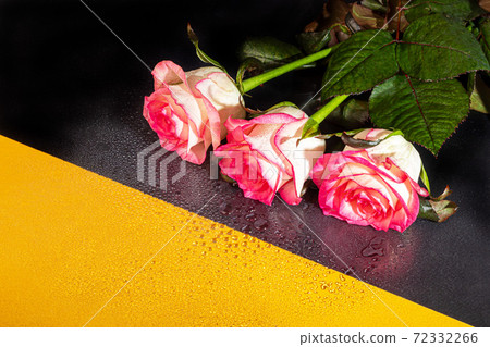 A bouquet of roses for the holiday. Women's day, Valentine's Day, name day. On a dark background with reflection. Copy space 72332266
