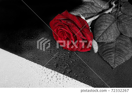 A bouquet of roses for the holiday. Women's day, Valentine's Day, name day. On a dark background with reflection. Copy space 72332267