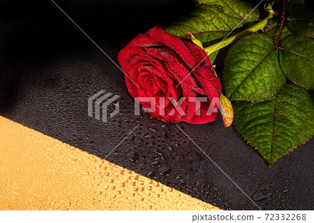 A bouquet of roses for the holiday. Women's day, Valentine's Day, name day. On a dark background with reflection. Copy space 72332268