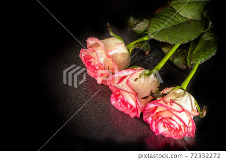 A bouquet of roses for the holiday. Women's day, Valentine's Day, name day. On a dark background with reflection. Copy space 72332272