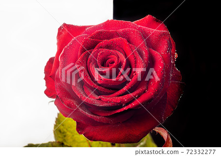 A bouquet of roses for the holiday. Women's day, Valentine's Day, name day. On a dark background with reflection. Copy space 72332277