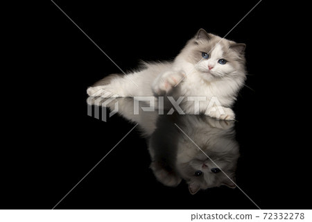 Pretty ragdoll cat with blue eyes lying down looking at the reaching to the camera with his paw on a black background with reflection 72332278