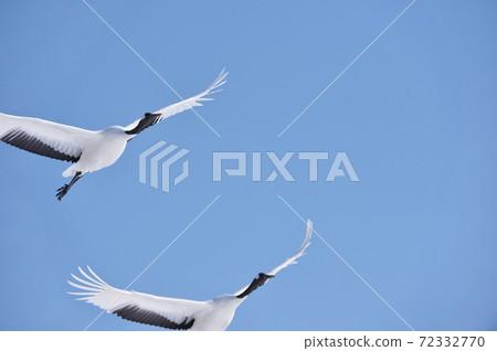 Two Japanese cranes flying in the blue sky (Tsurui, Hokkaido) Two Japanese cranes flying in the blue sky (Tsurui, Hokkaido) 72332770