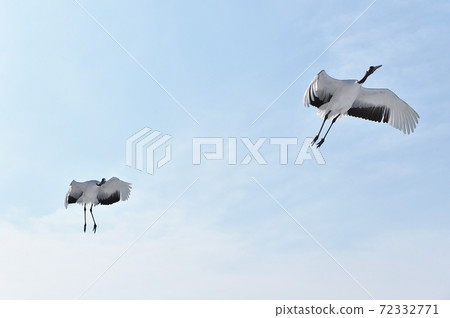 在藍天(北海道鶴井)上飛翔的兩個tancho 在藍天(北海道鶴井)上飛翔的兩個tancho 72332771