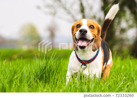 Beagle runs on a meadow with tongue out. 72333260