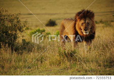 Lion male 72333753