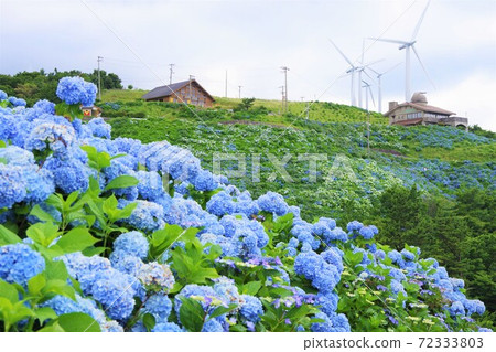 Sanagochi Village, Tokushima Prefecture Okawara Wind Farm and Hydrangea 72333803