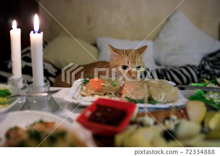 Fluffy ginger cat looks and sniffs food on the festive table Fluffy ginger cat looks and sniffs food on the festive table 72334888
