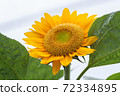 向日葵 72334895