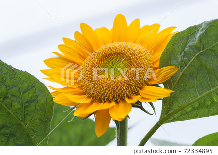 sunflower	 72334895