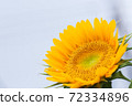 向日葵 72334896