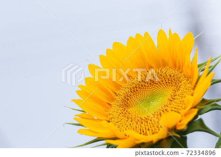 sunflower	 72334896